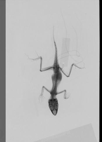 Media type: image;   Herpetology R-189309